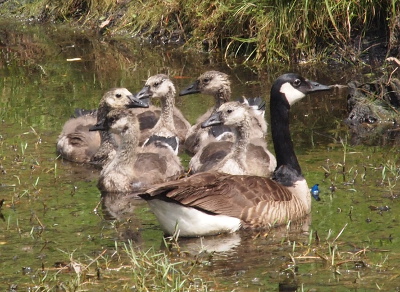 [One parent goose and all five goslings are in a very small circle in the water.]
